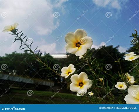 White Buttercup Flower Turnera Subulata Blooming Beautifully In The