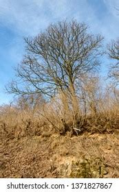 Large Naked Tree Trunks Spring Park Stock Photo 1371827867 Shutterstock