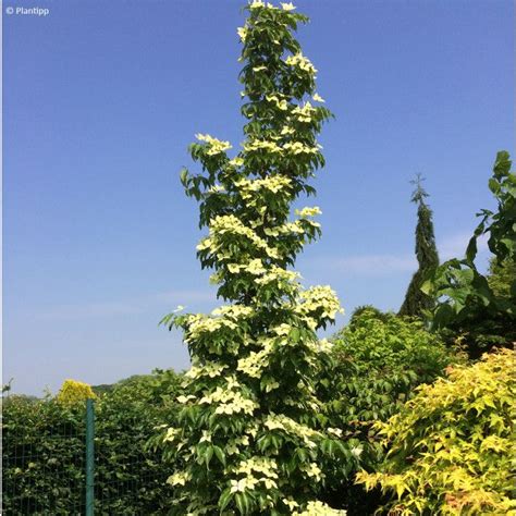 Cornouiller du Japon Flower Tower Cornus kousa au port érigé en