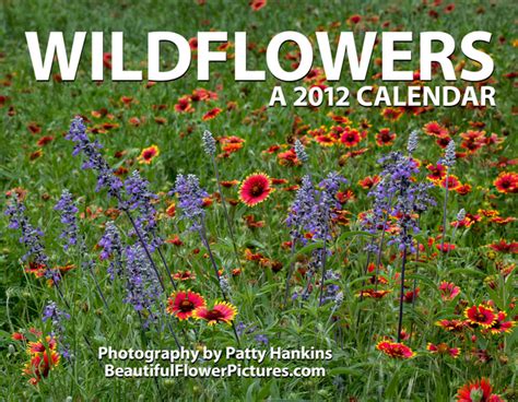 Year End Special On My 2012 Wildflower Calendars Beautiful Flower