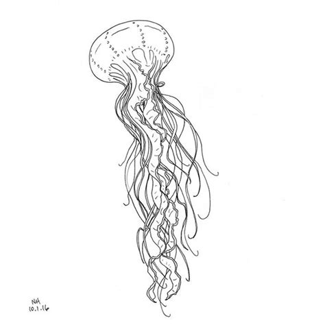 Jellyfish Sketch