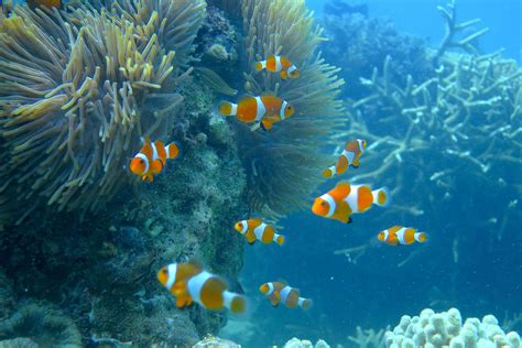 Renggis Island