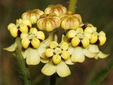 asclepias plantzafrica