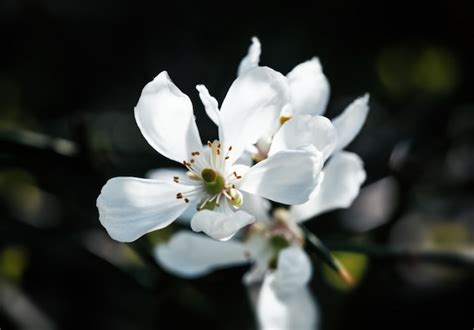 Premium Photo | Poncirus trifoliata