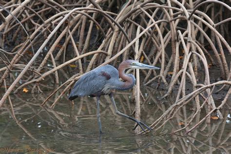 Goliath Heron photo WP42836