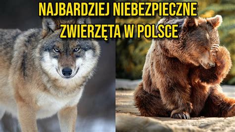 Najbardziej niebezpieczne zwierzęta w Polsce CDA