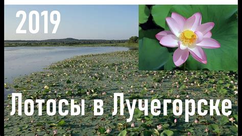 Лотос: фото, изображения и картинки