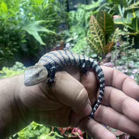 Skinks - Planted Terraria Exotics