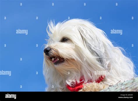 Friendly Kind Dog Firmament Sky Shine Shines Bright Lucent