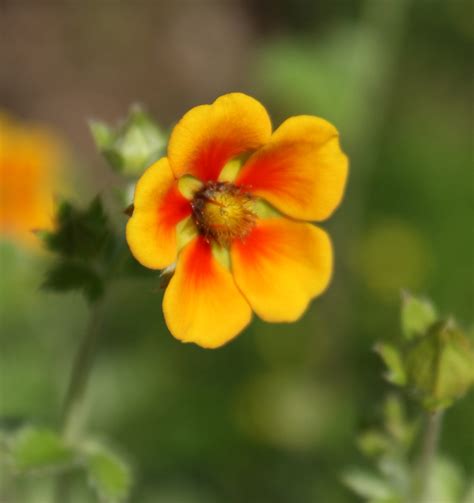 Gärtnerei StaudenSpatz Fingerkraut Potentilla atrosanguinea var