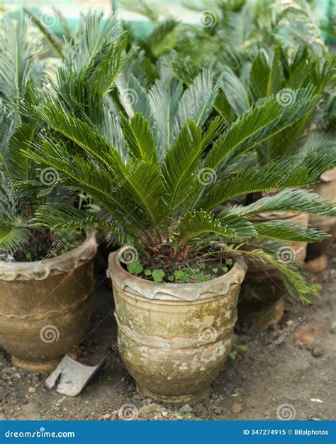 Cycas Javana Palm Tree Royalty-Free Stock Image | CartoonDealer.com