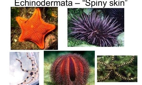Starfish Or Sea Urchin In A Biology Text