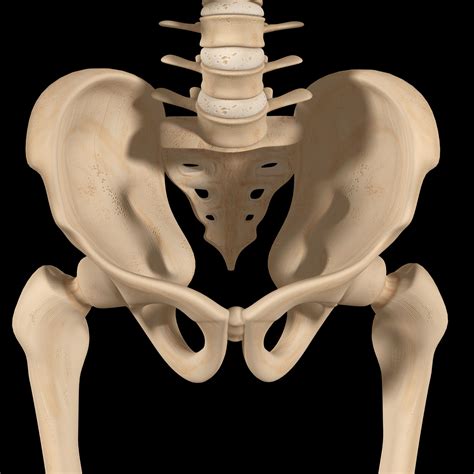 Pelvis Anatomical Skeleton Structure Pelvis Anatomy Human Anatomy ...