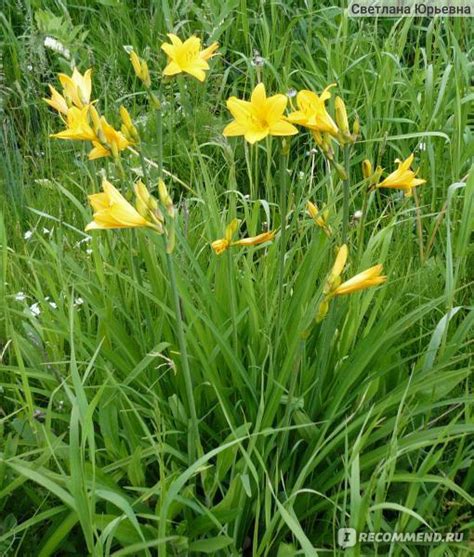 Лилейник Миддендорфа (Hemerocallis middendorf-fii) - «Единственный из ...