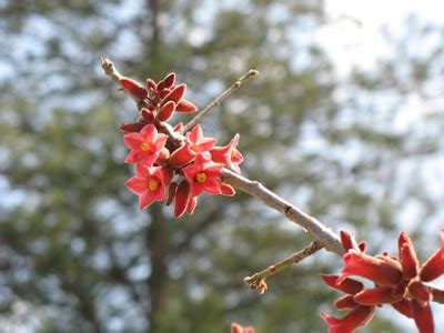 The World´s Tree Species: Little Kurrajong - Brachychiton bidwillii