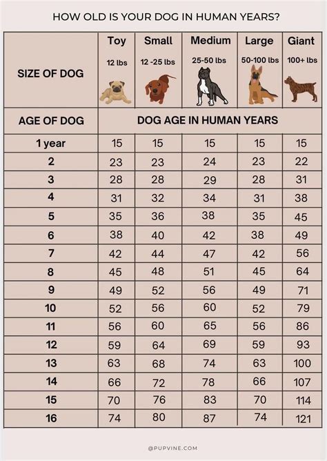 Best 13 Chart that determines a dog s age in human years – Artofit
