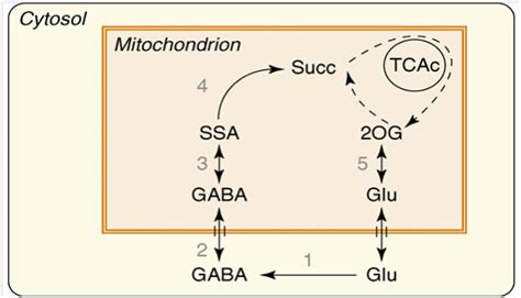 Gaba Shunt Biosynthesis And Metabolic Role In Plants