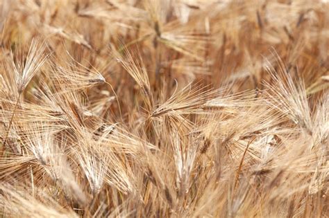 Espigas Maduras De Trigo O Centeno En El Campo De Cerca La Cosecha No