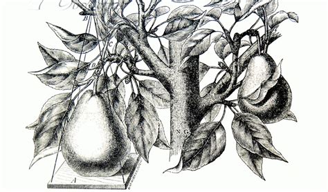 Яблоня: посадка и уход - Супер Дача