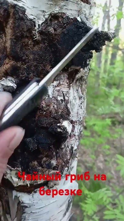 как растет Чага на березе, чайный гриб, очень полезная - YouTube