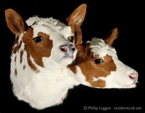 Two Headed Calf Taxidermy Uk