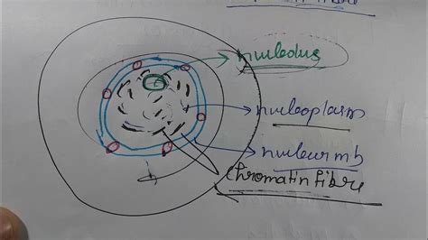 Nucleus Cytoplasm Science Class 9 Chapter 5 The Fundamental Unit Of Life[part 5] Cbse Ncert