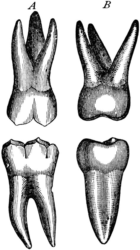 Second Molar Clipart Etc