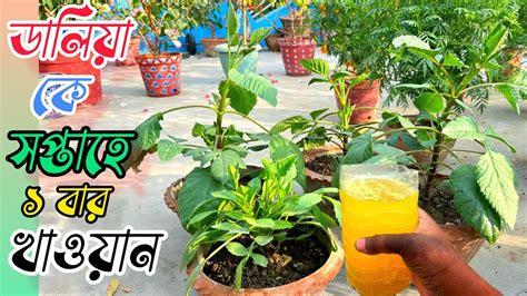 ডালিয়া গাছে সপ্তাহে ১ বার এই তরল খাবার দিলে ১০ গুন গতিতে গাছের বৃদ্ধি