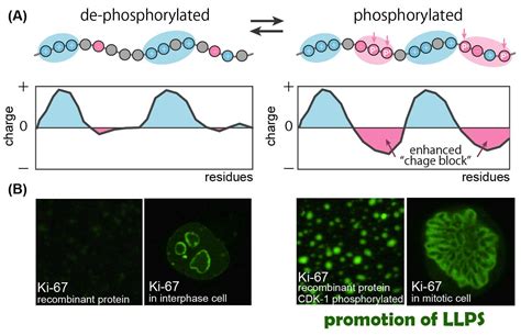 Phosphorylation Mechanism