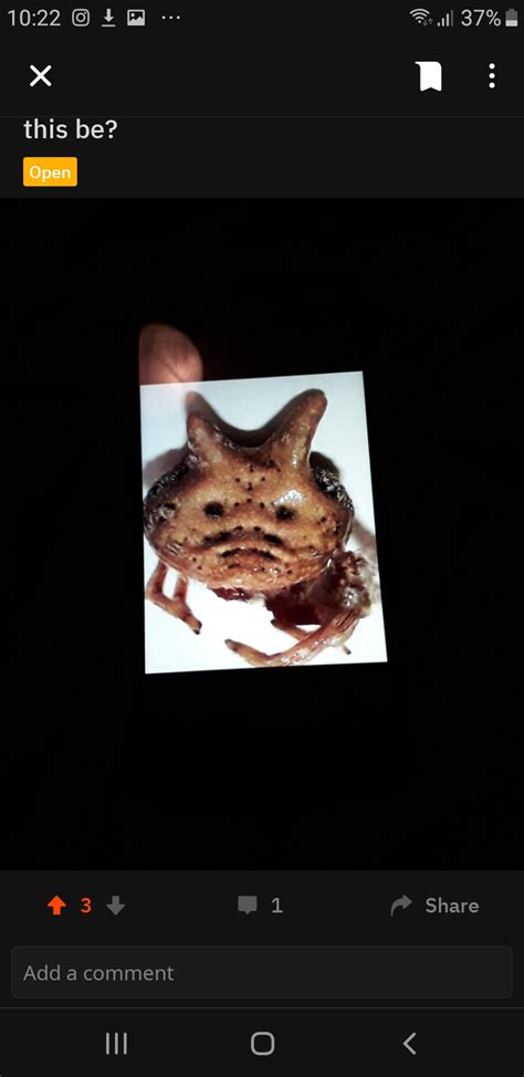 What The Actual Fuck Is This R Whatsthisbug