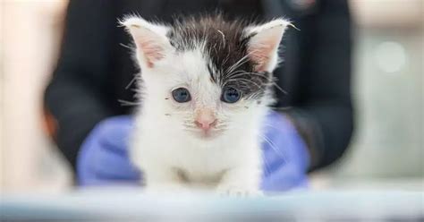 Aspca Shelter Medicine Practitioner Pathway Mentorship For Abvp Board