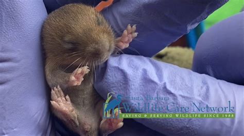 Baby Botta S Pocket Gopher YouTube