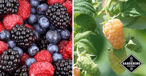 List of Types of Berries - Gardening Channel