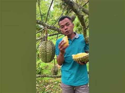 durian bawor kebangaan indonesia durianindonesia durianbawor youtube