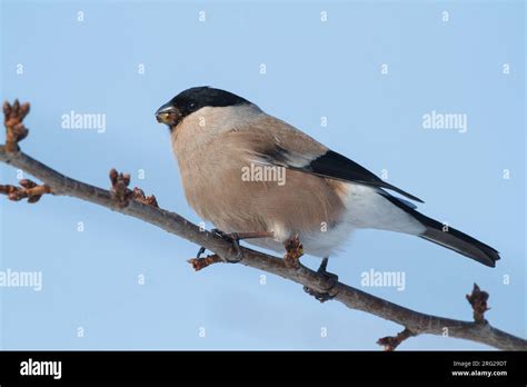 Female Eurasian Bullfinch Pyrrhula Pyrrhula Griseiventris Stock Photo