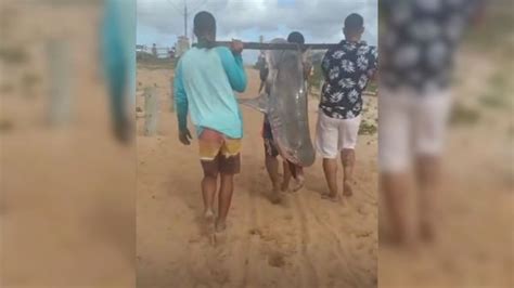 A Gazeta Tubar O Tigre Pescado Em Praia De Linhares No Norte Do Es