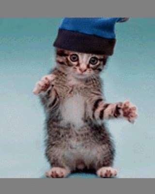 Dancing Cats Gifs Funny Animated Images For Free Usagif