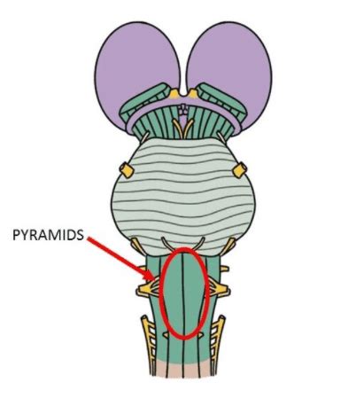 Medullary Pyramids | Summary, Location, Structure & Function