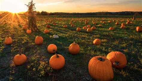 Pumpkin Patch I Campi Di Zucche Di Halloween In Italia