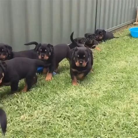 Rottweiler puppies attack : r/Rottweiler