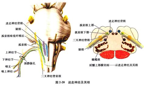 Medsci Cn