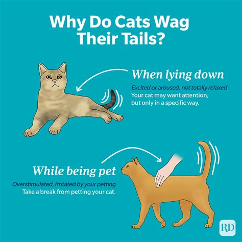 Why Do Cats Wag Their Tails? | What a Cat Wagging Its Tail Means