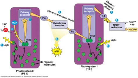 AP Bio. Chapter 10: Photosynthesis Flashcards | Quizlet