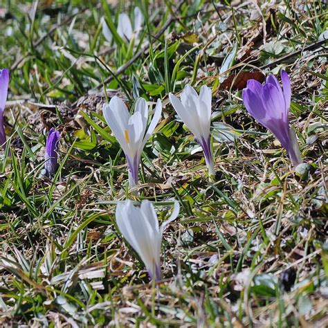 Crocus Vernus Fr Hlings Krokus Tour Heuberg Andrea Schieber Flickr