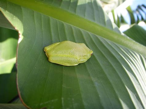 Frog Green Poisonous Australian - Free photo on Pixabay - Pixabay