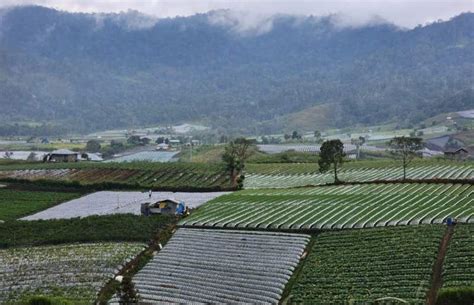 Bps Catat Ntp Januari Capai Kesejahteraan Petani Meningkat