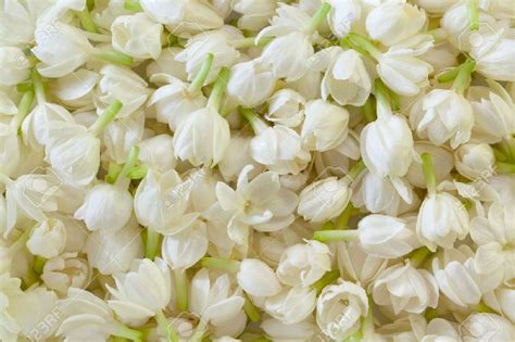 Madurai Jasmine Flower Style Fresh Color White At Rs 199