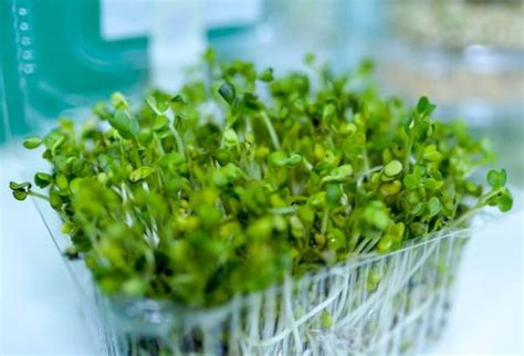 Как прорастить маш на микрозелень в домашних условиях: сытные побеги ...