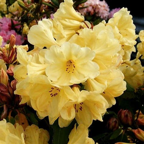 X Rhododendron Golden Wonder Evergreen Bushy Shrub Hardy Garden