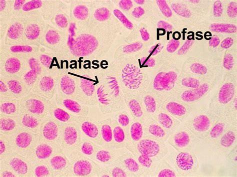 biogeoa imagensmitosegoogle ctne